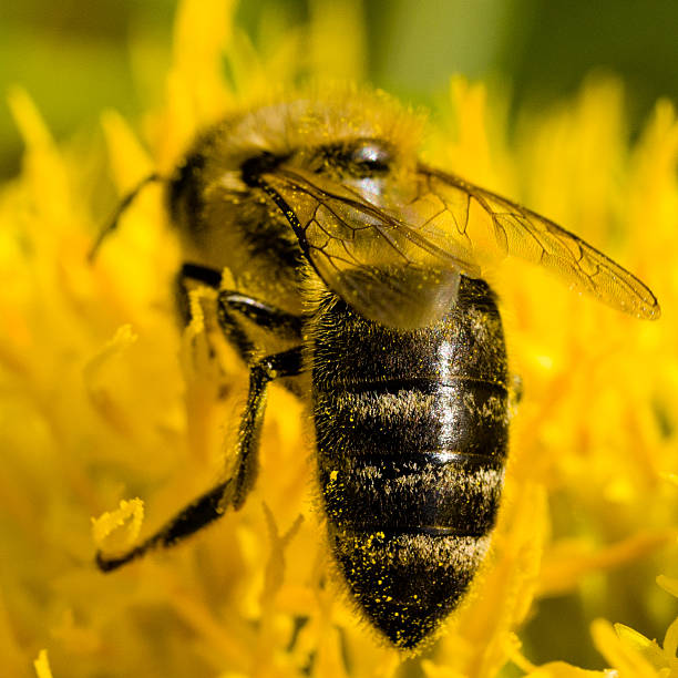 istock Bee Collecting Pollen on Yellow Flower 487192284