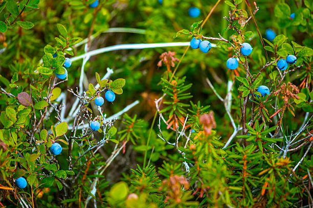istock Wild Blueberry and Wild Rosemary 487194836