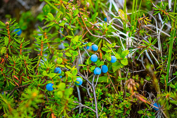 istock Wild Blueberry and Wild Rosemary 487194848