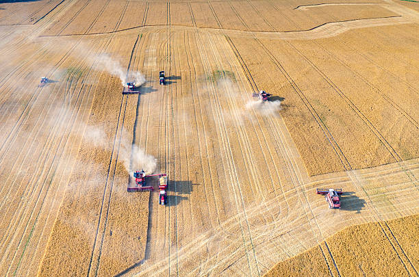 istock Combines and tractors working on the wheat field 487195236