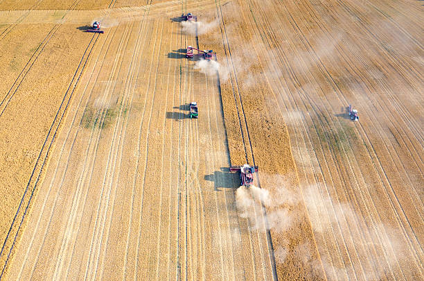 istock Combines and tractors working on the wheat field 487195290