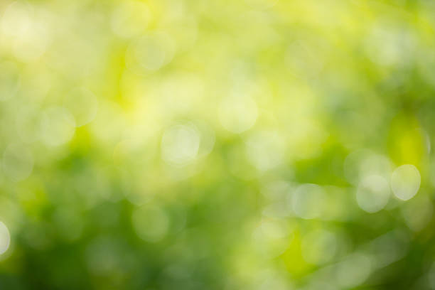 Abstract green defocused summer background with bokeh