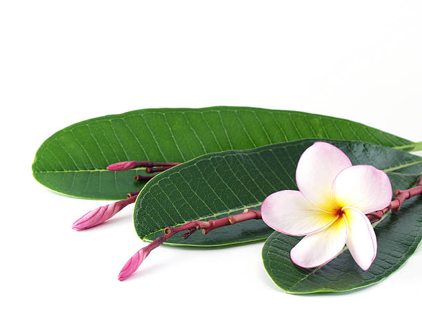 istock plumeria Flowers 487195784