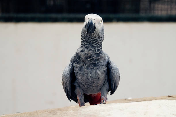 istock african grey parrot on the branch 487199774