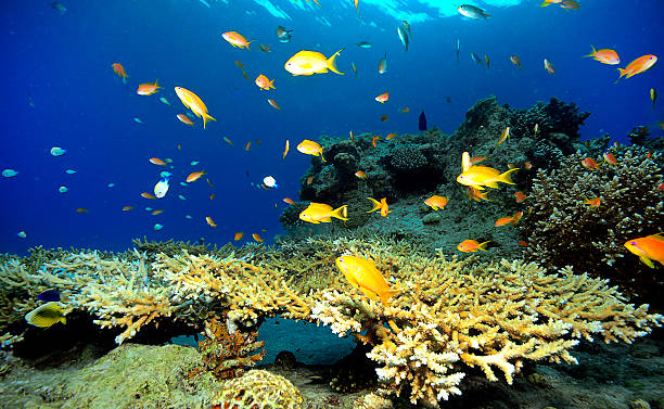 istock corals of red sea 487200547