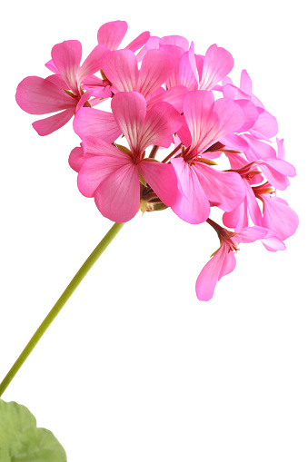 Blossoming pink geranium isolated on white background
