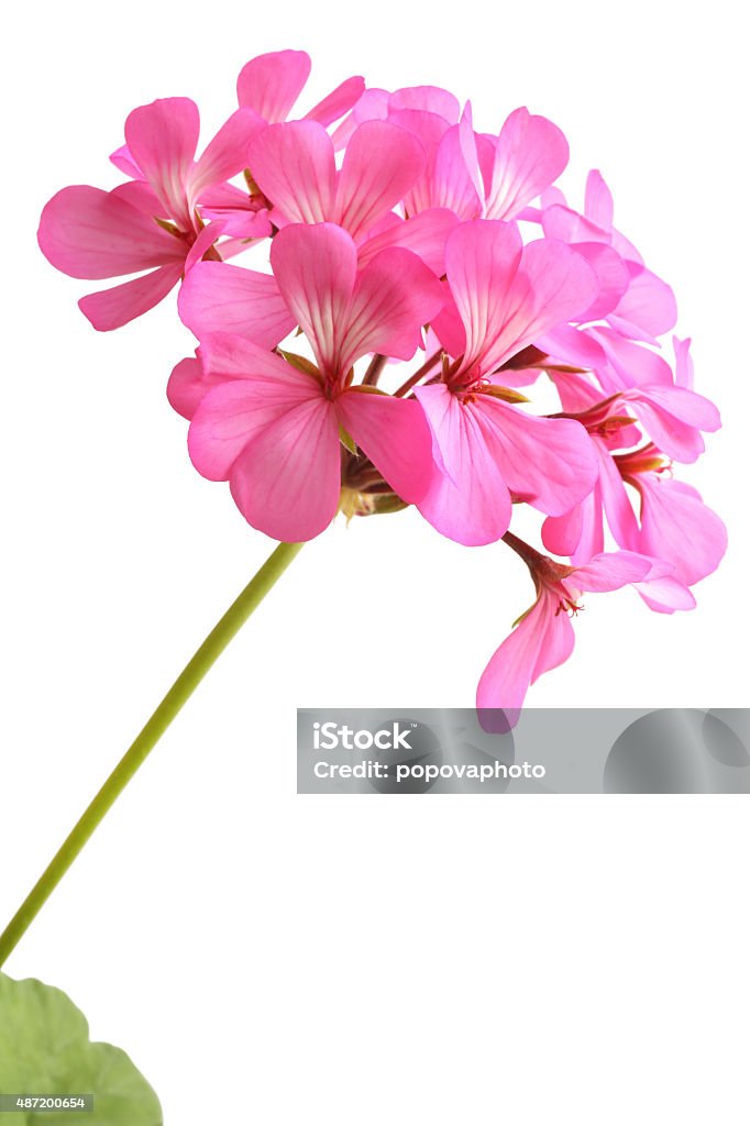 Blossoming pink geranium Blossoming pink geranium isolated on white background Geranium Stock Photo