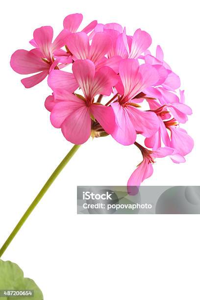 Blossoming Pink Geranium Stock Photo - Download Image Now - Geranium, Cranesbill, Cut Out