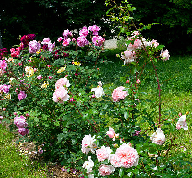 istock pink roses growing in the garden 487200731