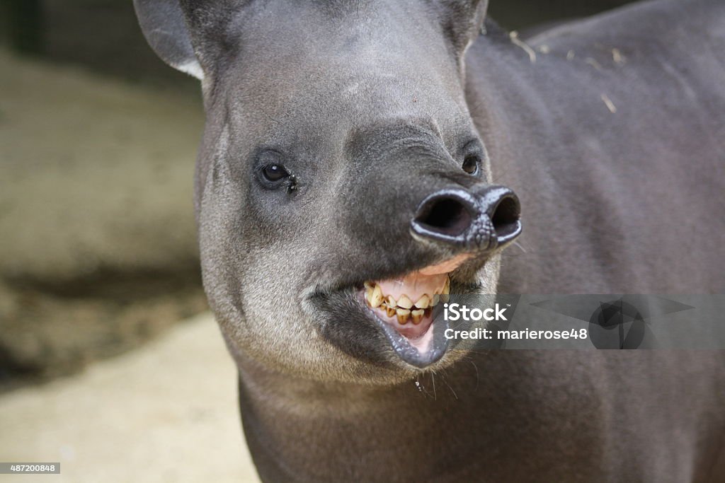 Tapir in a wildlife park Tapir showing its teeth in a wildlife park in the Cotswolds in England in the Summer 2015 Stock Photo