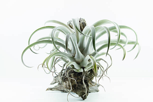 istock Air root plant, Tillandsia Chiapensis, on white background 487200932