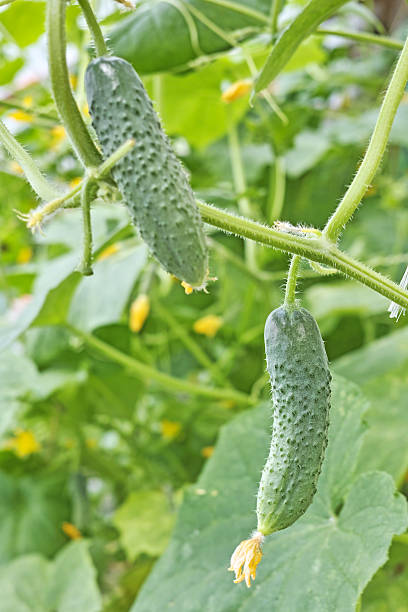 istock Fresh cucumbers in a greenhouse 487201120