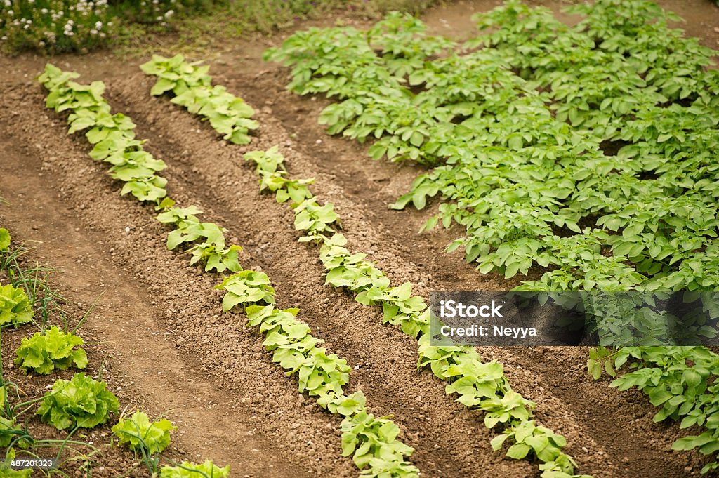 Jardín de vegetales paisaje - Foto de stock de Agricultura libre de derechos