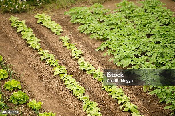 Horta Paisagem - Fotografias de stock e mais imagens de Agricultura - Agricultura, Ajardinado, Batata Crua