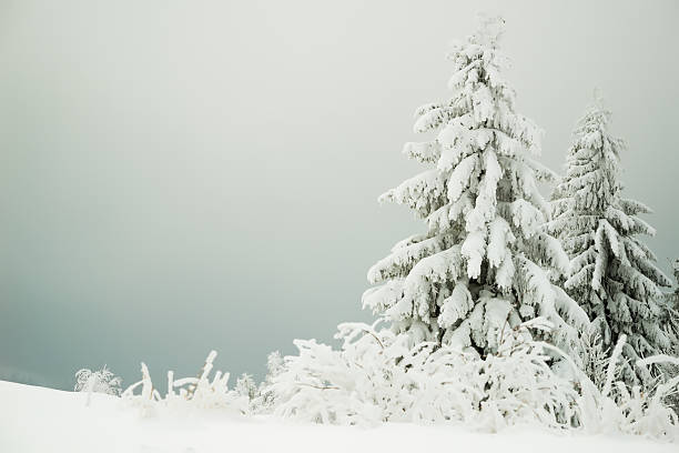 View in Carpathian Mountains, winter landscapes.