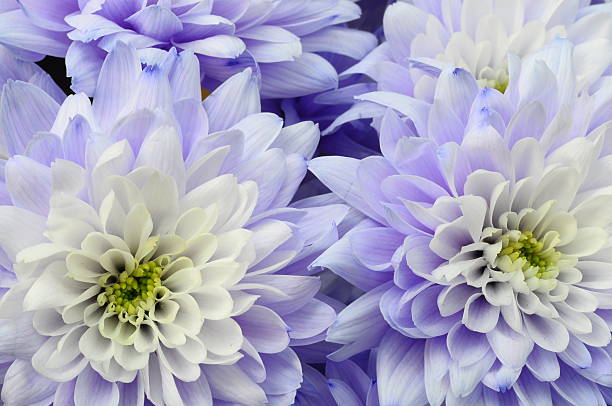 macro de flor branca e azul áster - lower proxy falls imagens e fotografias de stock