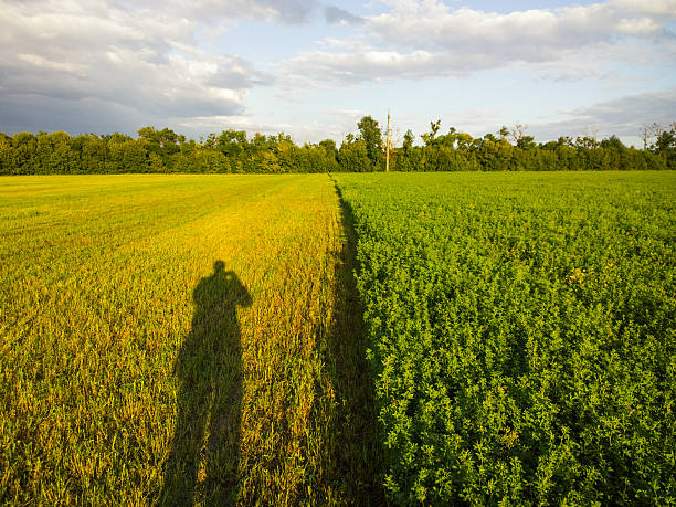 istock Photographer shadow on the plowed field. 487202128