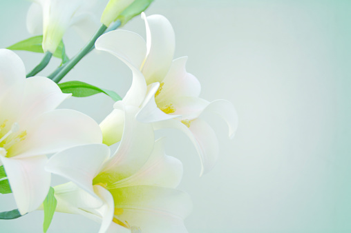 White lilies on isolated background