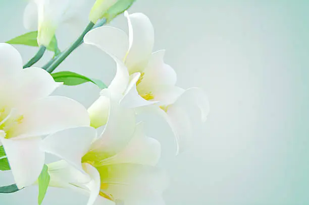 Photo of White lilies