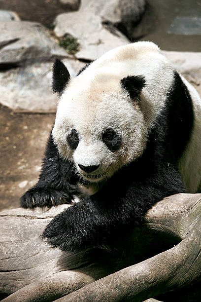 Portrait of a Panda playing in the zoo