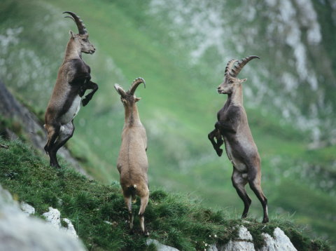 Rearing Alpine Ibexes