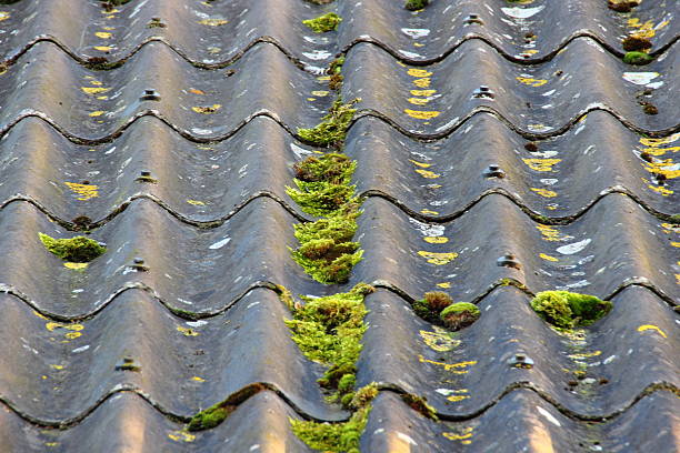 istock Worn cement fiber roof with different alga 487204335