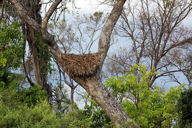 istock Botswana: Large Bird Nest in the Okavango Delta 487204561