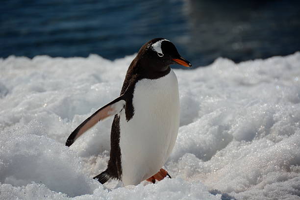 istock Gentoo Penguin walking in snow 487204816