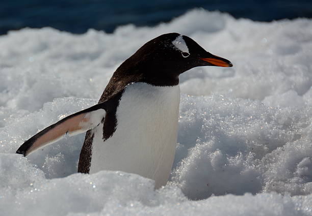 istock Gentoo Penguin walking in snow 487204818