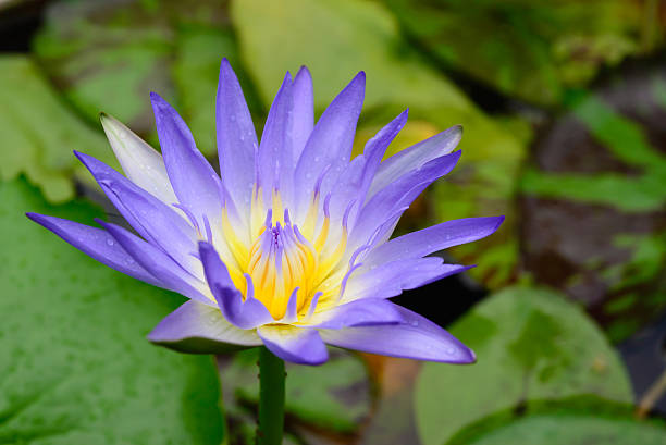 istock purple Lotus flower 487205215