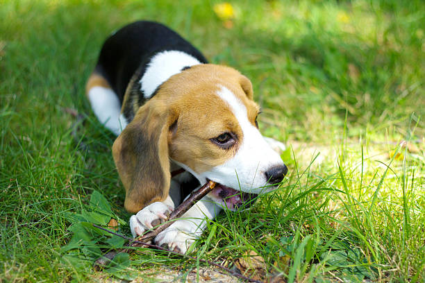istock beagle puppy chewing a branch on a green grass 487205318