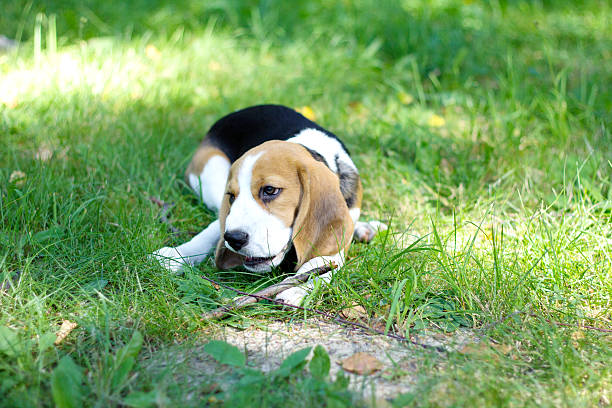 istock beagle puppy chewing a branch on a green grass 487205348