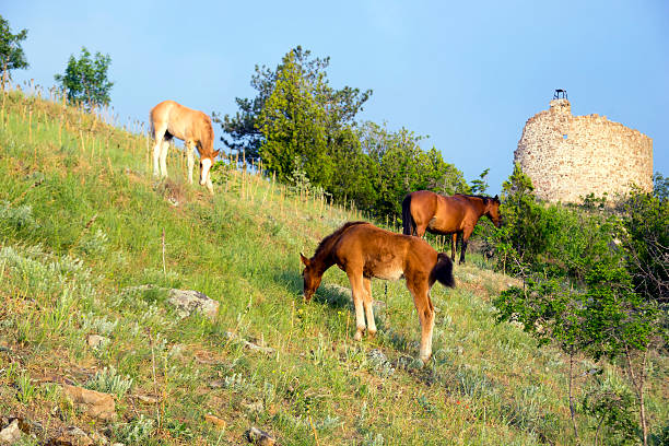 istock Horses near the old fortress. 487205666