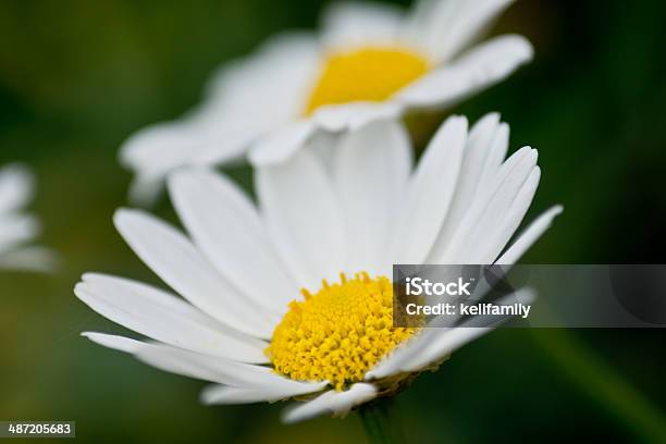 Daisies Macro Shot Stock Photo - Download Image Now - Backgrounds, Close-up, Environment