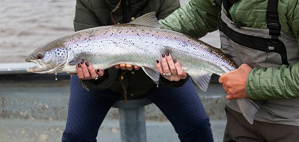 アトランティックサーモンで獲れた女性の釣り人 - fisherwoman ストックフォトと画像