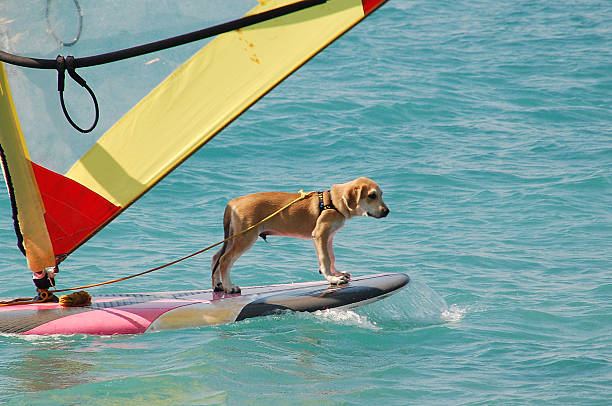 windsurfen hund - surfing surf wave extreme sports stock-fotos und bilder
