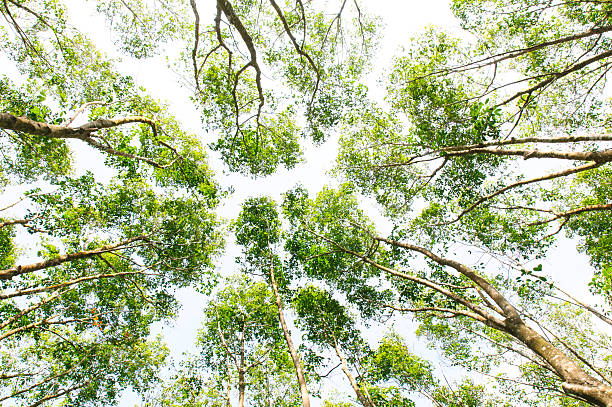 istock Low angle view of the forest to the sky 487206025