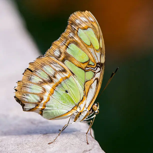 Tropical malachite butterfly (siproeta stelenes)