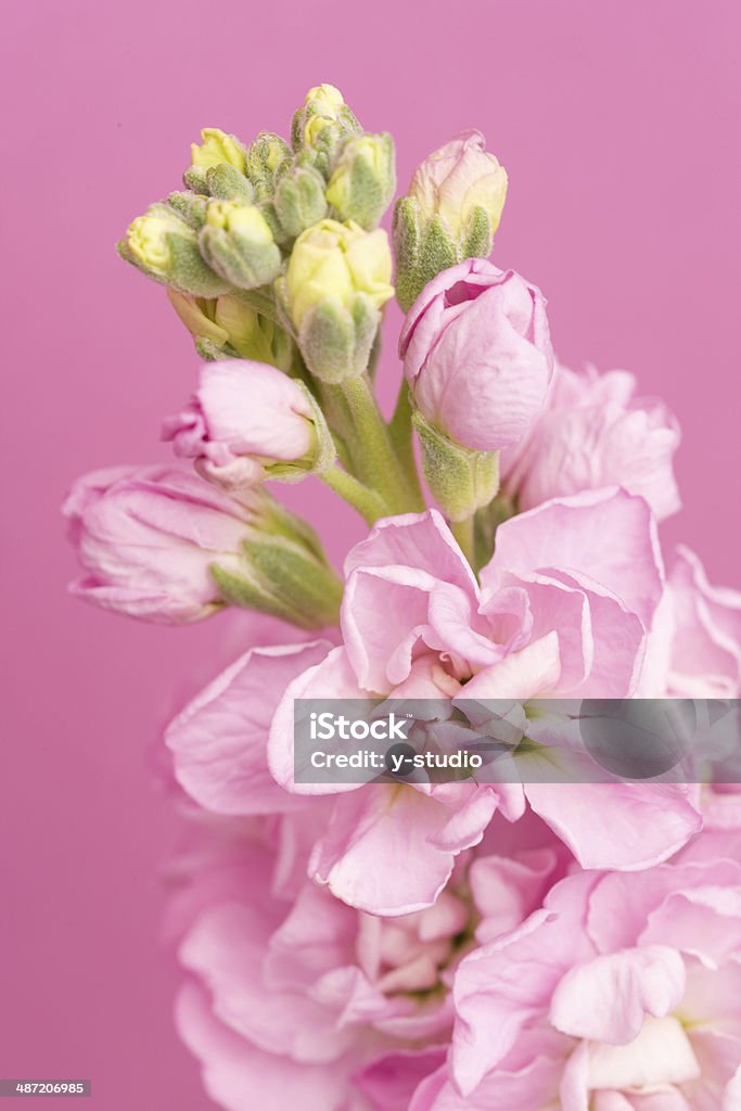 Fleur de Stock - Photo de Arbre en fleurs libre de droits