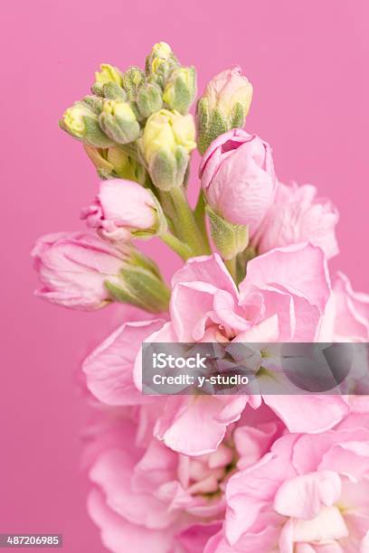 Photo libre de droit de Fleur De Stock banque d'images et plus d'images libres de droit de Arbre en fleurs - Arbre en fleurs, Beauté, Beauté de la nature