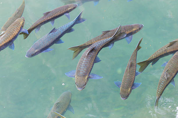 Fishes swimming in water Fishes swimming in water pilot fish stock pictures, royalty-free photos & images