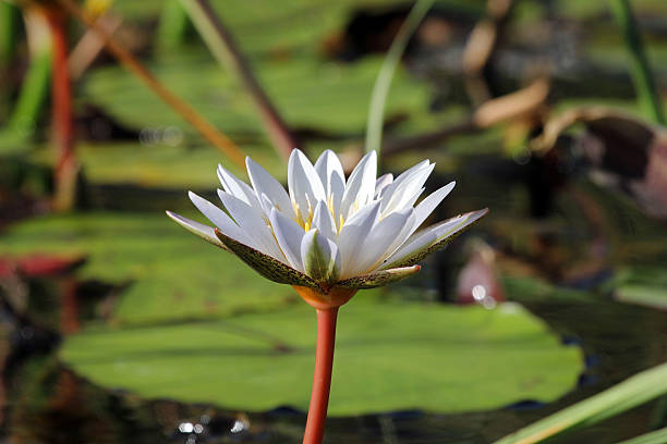 istock Botswana: Water Lily in the Okavango Delta 487208443