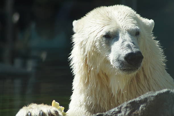 istock Portrait of an ice bear 487210094