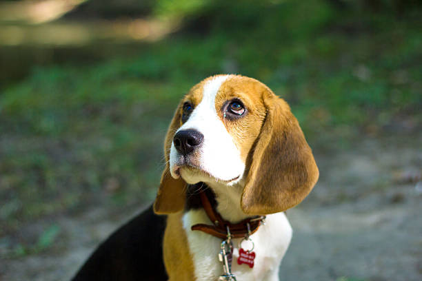 istock Beagle. Little puppy walks in the park. 487210326