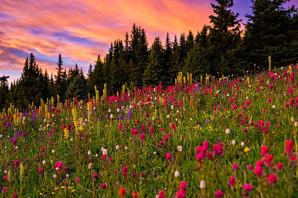 tramonto e fiori selvatici di prato di montagna - indian paintbrush foto e immagini stock