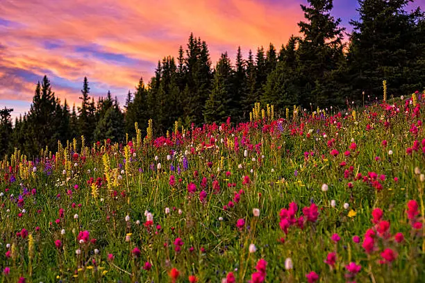 Sunset and Wildflowers in Mountain Meadow - Scenic views of lush alpine meadow with colorful vibrant wildflowers.  A sea of flowers in field.  Colorado, USA.