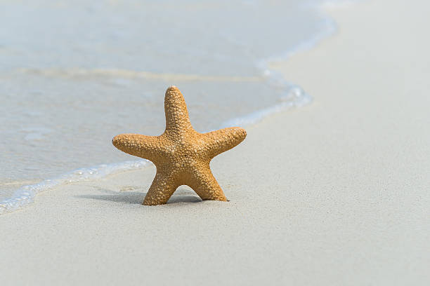 istock Tropical beach with a starfish on sand, sea view and sand. 487216922