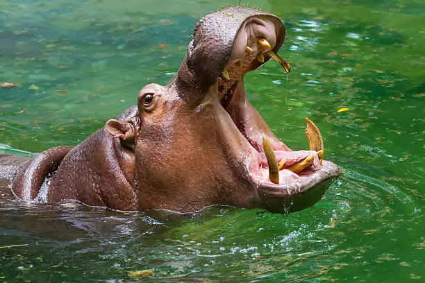 Hippo's mouth open in the water.