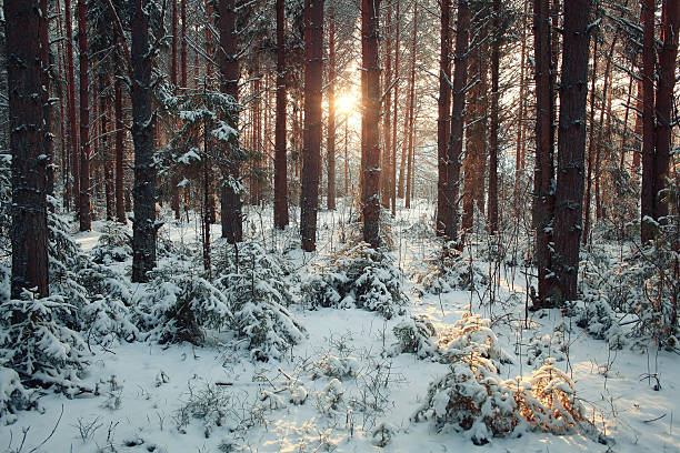 frosty winter landscape in snowy forest