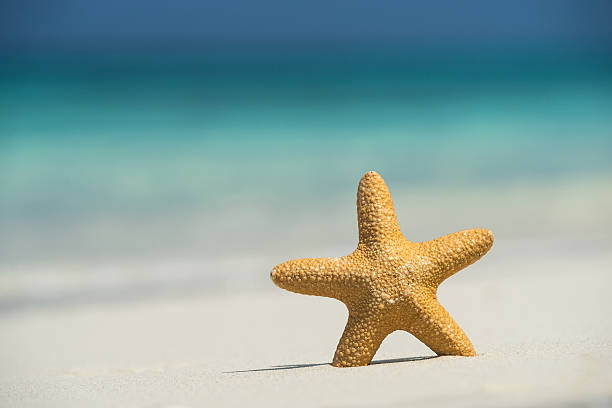 istock Tropical beach with a starfish on sand, sea view and sand. 487217300